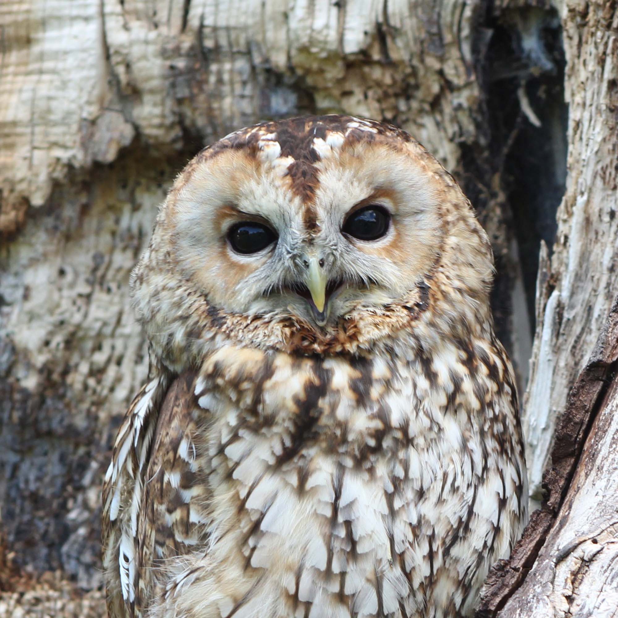 Bild qualityconsult ag - die Übersicht behalten